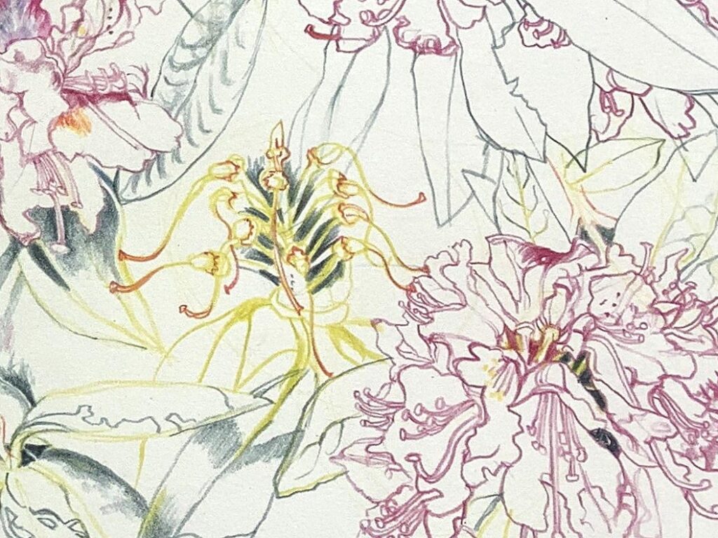 botanical drawing by Hilary Jean-Gibson