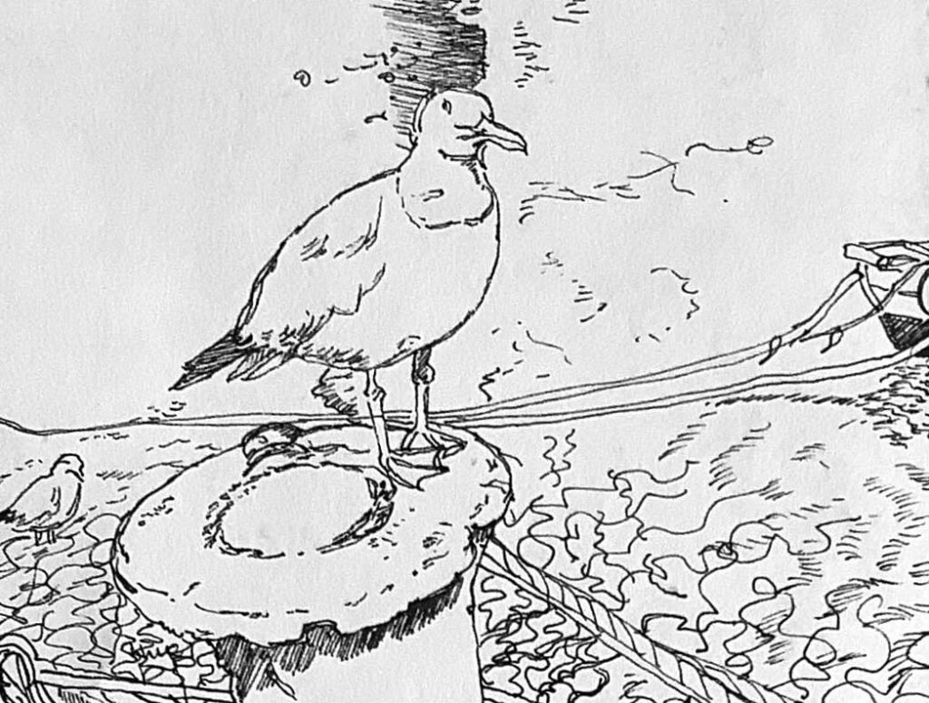 Black pen drawing of seagull in St Ives, by Hilary Jean Gibson